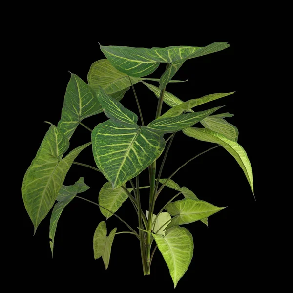 Ilustracja Rośliny Synogonium Podophyllum Izolowane Czarnym Tle — Zdjęcie stockowe