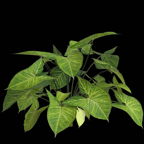 Siyah Zemin Üzerinde Izole Edilmiş Sinogonyum Podophyllum Bitkisinin Çizimi — Stok fotoğraf