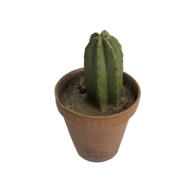 Beyaz arkaplanda izole edilmiş 3D ev bitkisi çizimi