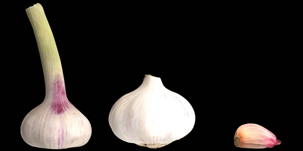 Illustration Garlic Isolated Black Background — Stock Photo, Image