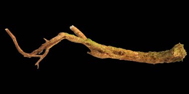 Siyah arkaplanda 3 boyutlu kuru ahşap kaplı yosun çizimi