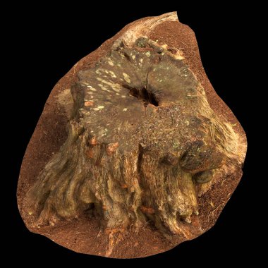 Kuru ağaç kütüğünün siyah arkaplanda izole edilmiş 3d çizimi