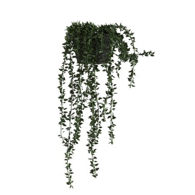 Beyaz arka planda izole edilmiş asılmış ev bitkilerinin 3D çizimi