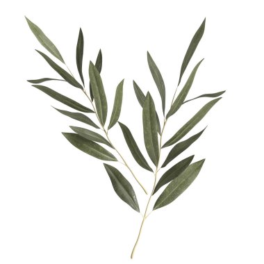 Beyaz arkaplanda izole edilmiş üç boyutlu yaprak çizimi