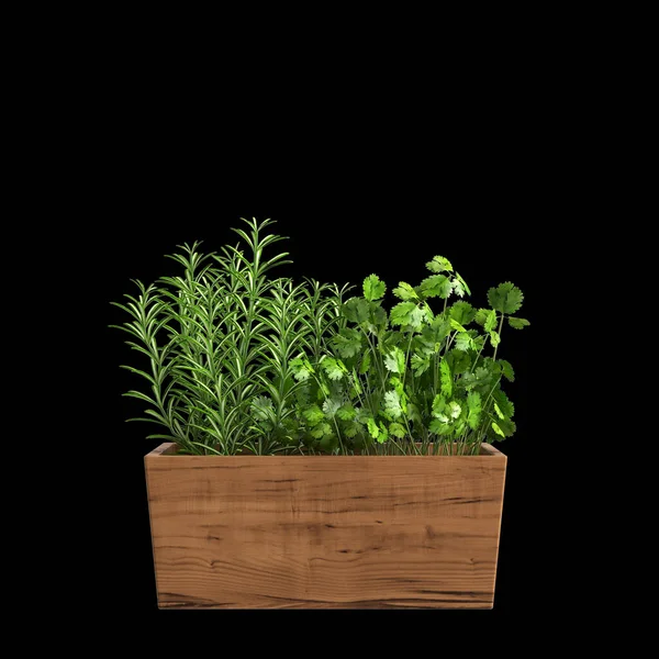 Darstellung Von Zimmerpflanzen Isoliert Auf Schwarzem Hintergrund — Stockfoto