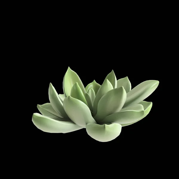黑色背景下分离的肉质植物3D图例 — 图库照片