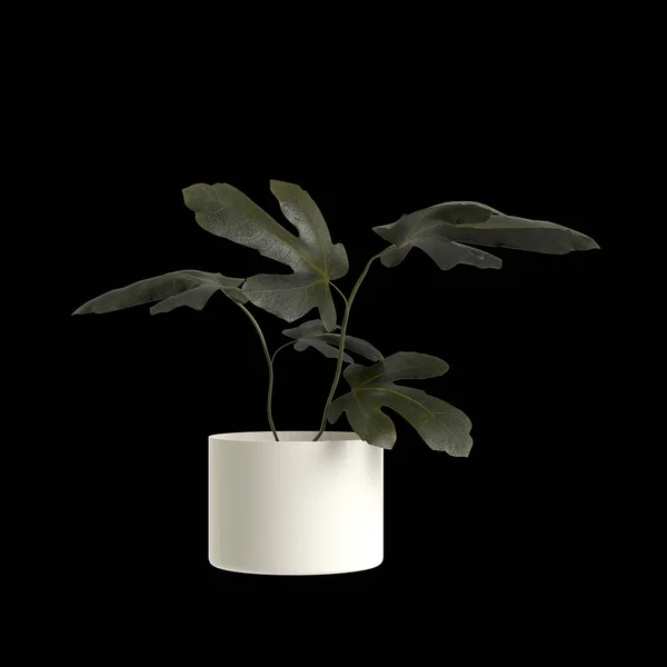 黒い背景に隔離された家の植物の3Dイラスト — ストック写真