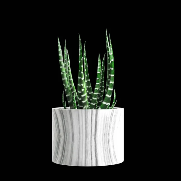 3D在黑色背景下分离的室内植物的图解 — 图库照片