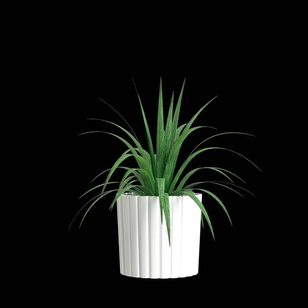 Иллюстрация Комнатных Растений Изолированных Черном Фоне — стоковое фото