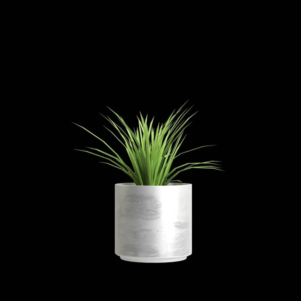 黒い背景に隔離された家の植物の3Dイラスト — ストック写真