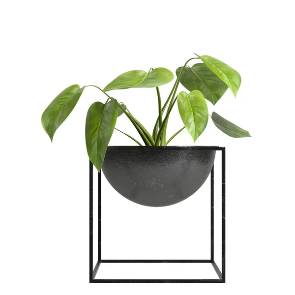 白い背景に隔離された観葉植物の3Dイラスト — ストック写真