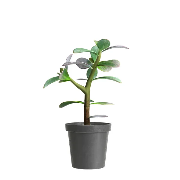 白い背景に隔離された観葉植物の3Dイラスト — ストック写真