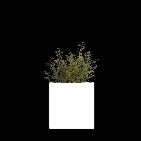 3D在黑色背景下分离的室内植物的图解 — 图库照片