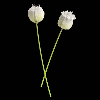 Siyah arkaplanda izole edilmiş 3 boyutlu kurşun ve çiçek çizimi