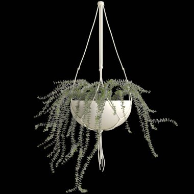 3d illustration of hanging plant isolated on black background