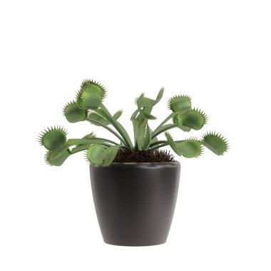 Beyaz arkaplanda izole edilmiş 3D ev bitkisi çizimi