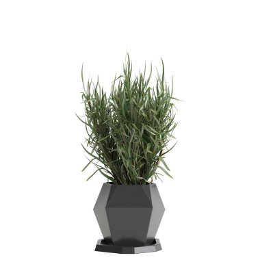 3d illustration of houseplant isolated on white background