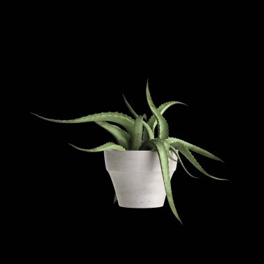 Siyah arkaplanda izole edilmiş 3D ev bitkisi çizimi