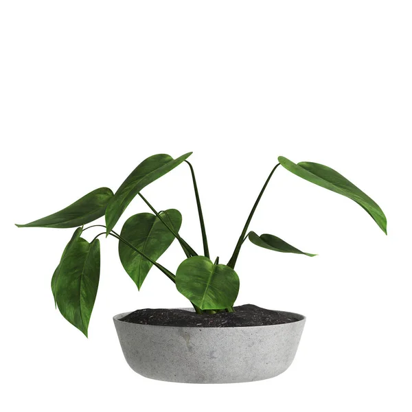 白い背景に隔離された内部スペースの植物を3Dイラスト — ストック写真