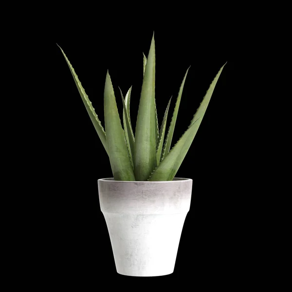 単離された黒い背景の家の植物の3D図 — ストック写真