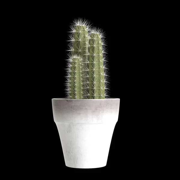 3d illustration of potted cactus plant isolated black background
