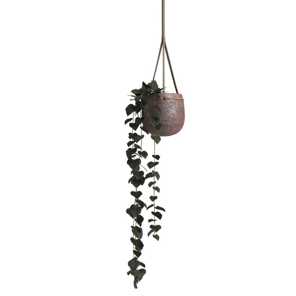 アイビー植物を隔離した白い背景を吊るす3Dイラスト — ストック写真