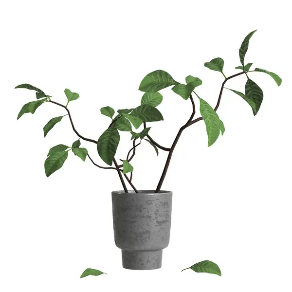 家庭植物孤立的白色背景的3D说明 — 图库照片