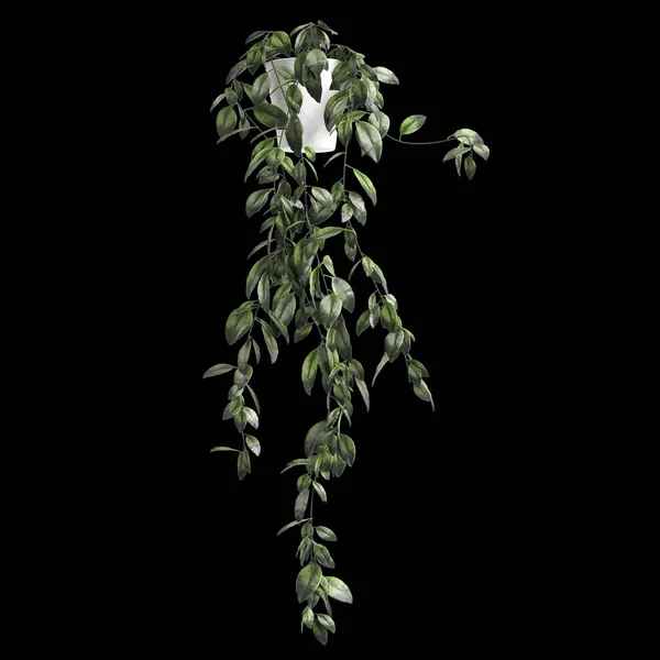 Απεικόνιση Της Γλάστρα Κρέμονται Φυτό Απομονωμένο Μαύρο Φόντο — Φωτογραφία Αρχείου