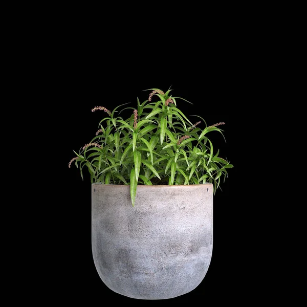 居家植物隔离黑色背景的3D说明 — 图库照片