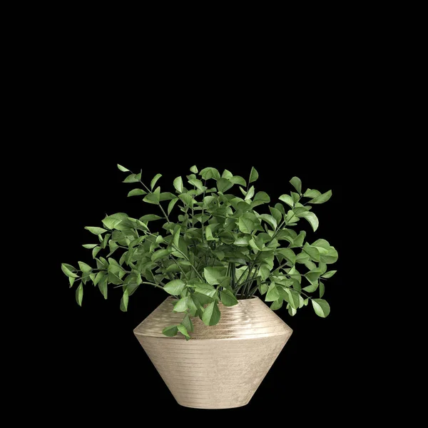 居家植物隔离黑色背景的3D说明 — 图库照片