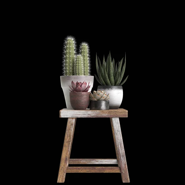 设置仙人掌室内植物隔离黑色背景的3D示例 — 图库照片