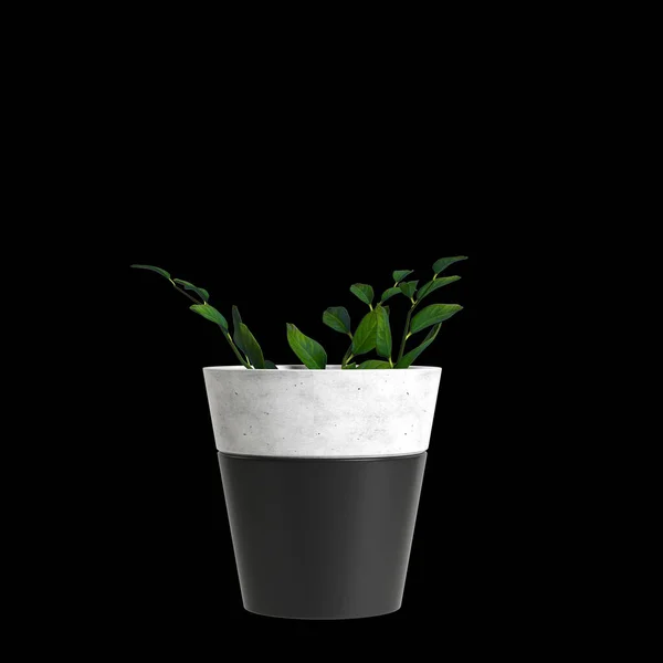 Illustration Der Zimmerpflanze Isoliert Auf Schwarzem Hintergrund — Stockfoto
