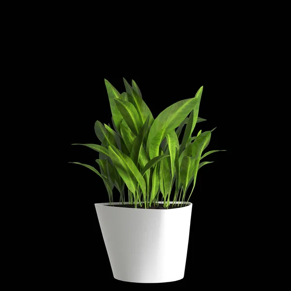 基于黑色背景的室内植物3D图解 — 图库照片
