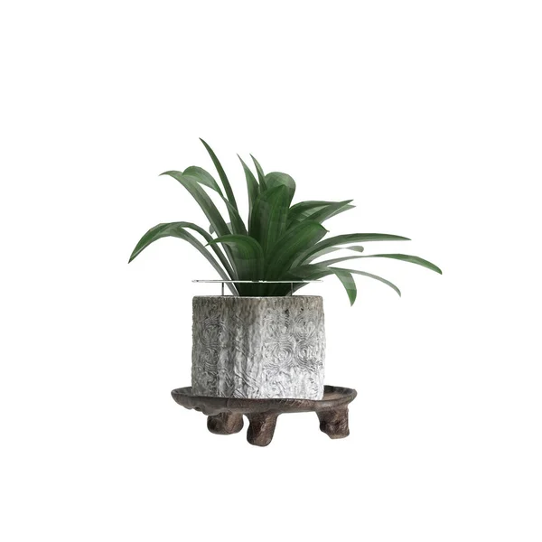 Illustration Der Zimmerpflanze Isoliert Auf Weißem Hintergrund — Stockfoto