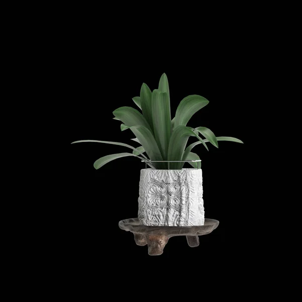 Ілюстрація Кімнатної Рослини Ізольовано Чорному Тлі — стокове фото
