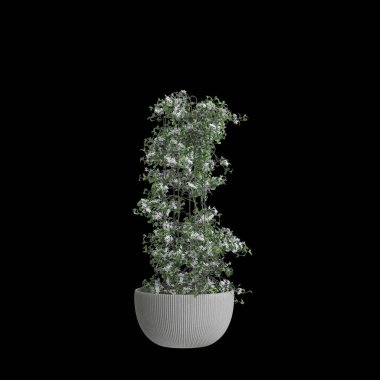 Clematis Terniflora 'nın siyah arka planda izole edilmiş 3D çizimi