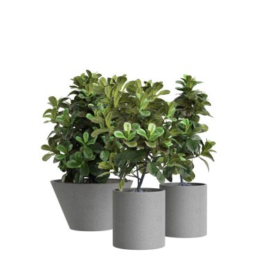 Ficus Lyrata 'nın beyaz arka planda izole edilmiş 3D ev bitkisi çizimi