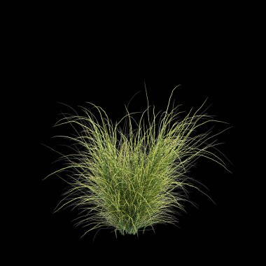 Zebrinus otunun siyah arkaplanda izole edilmiş 3D çizimi