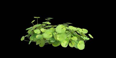 Viola Banksii çalılığının siyah arkaplanda izole edilmiş görüntüsü