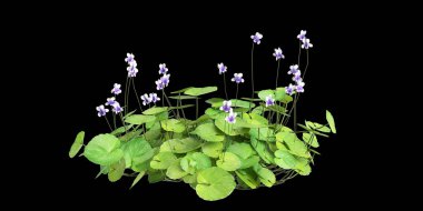 Viola Banksii çalılığının siyah arkaplanda izole edilmiş 3D çizimi
