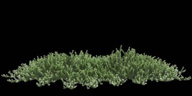 Myoporum Parvifolium çalılığının siyah arkaplanda izole edilmiş 3D çizimi