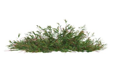 Grevillea Royal Mantle çalılığının beyaz arka planda izole edilmiş 3D çizimi