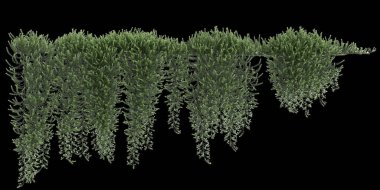 Myoporum Parvifolium 'un siyah arkaplanda asılı 3D çizimi