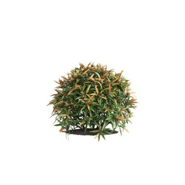 Leucothoe çalılığının beyaz arka planda izole edilmiş 3D çizimi