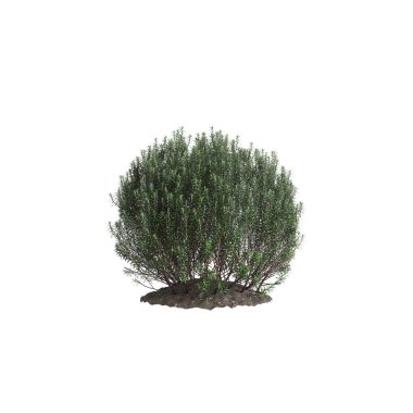 Beyaz arka planda izole edilmiş Rosmarinus Officinalis çalılığının 3D çizimi