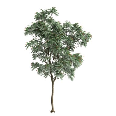 Beyaz arkaplanda izole edilmiş Çukrasya tabularis ağacının 3d çizimi