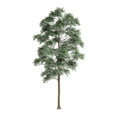 Beyaz arkaplanda izole edilmiş Çukrasya tabularis ağacının 3d çizimi