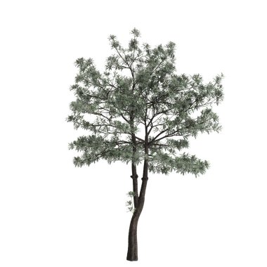 Beyaz arka planda izole edilmiş 3 boyutlu Alstonia burs ağacı