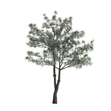 Beyaz arka planda izole edilmiş 3 boyutlu Alstonia burs ağacı