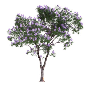 Beyaz arkaplanda izole edilmiş üç boyutlu Jacaranda ağacı